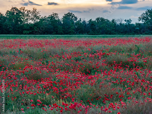Blooming Red Poppy Meadow at Sunset in Moldova Countryside