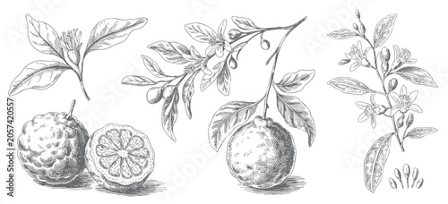 Bergamot botanical set with citrus slices, flowers, leaves, and fruit. Hand drawn vintage illustration.