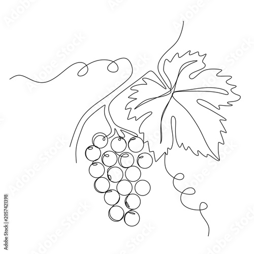 Continuous line drawing of grapes and vine isolated on white background