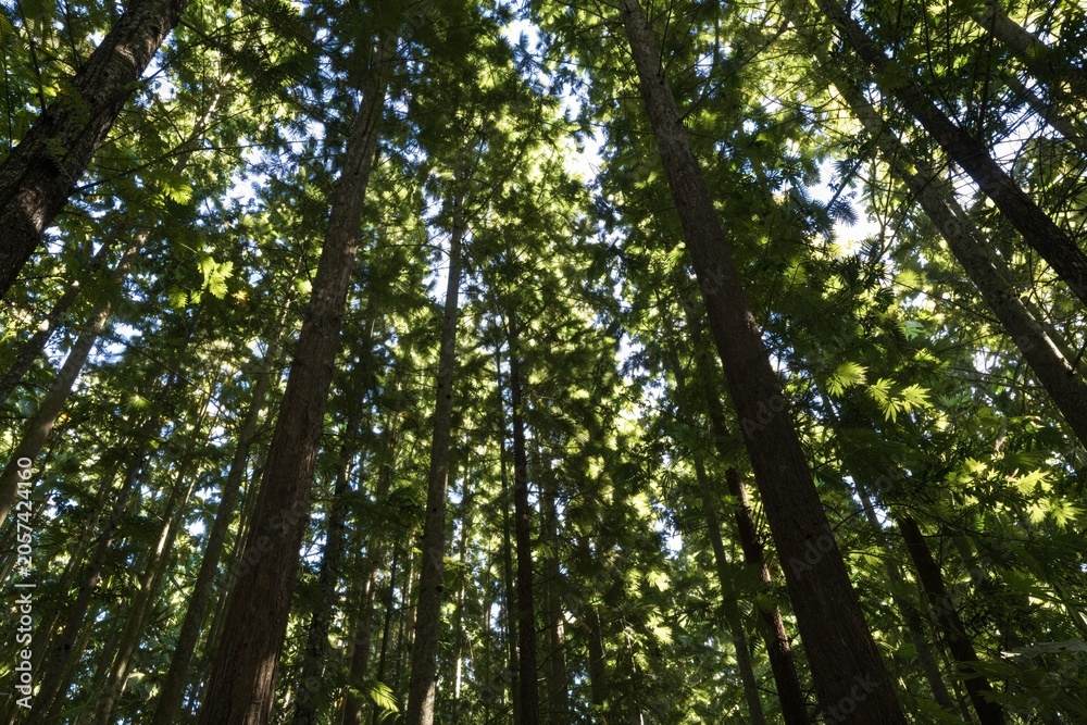 Fototapeta premium Towering Redwood Trees - Forest Canopy