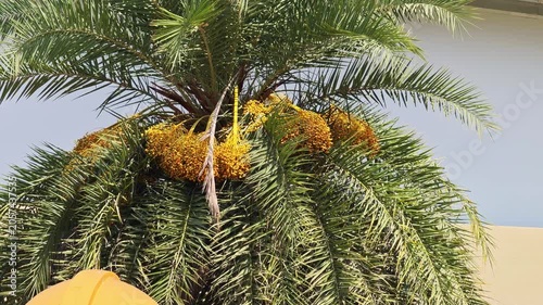 Date palm trees, in the garden.