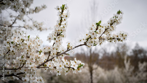 Slika na platnu White Spring Blossoms with Soft Park Background