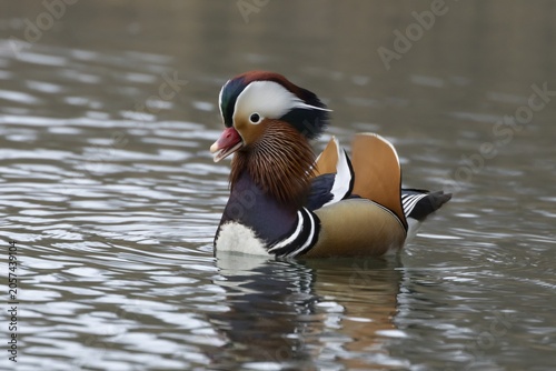 Mandarin duck (Aix galericulata) adult male bird calling or quacking on a lake, England, United Kingdom