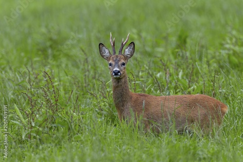 In mid-July, a few days in front of the start of the rut, the territorial roebucks (Capreolus capreolus) slowly become restless and wander through their territory, summer coat, eyes, eye contact, Germany