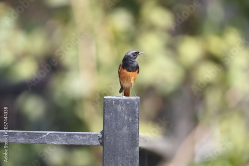 Photography The black redstart (Phoenicurus ochruros rufiventris) is a small passerine bird in the Old World flycatcher family