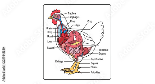 Chicken Anatomy Diagram: Internal Organs and Systems