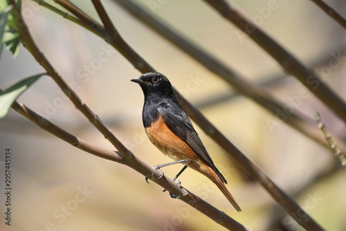 Photography The black redstart (Phoenicurus ochruros rufiventris) is a small passerine bird in the Old World flycatcher family