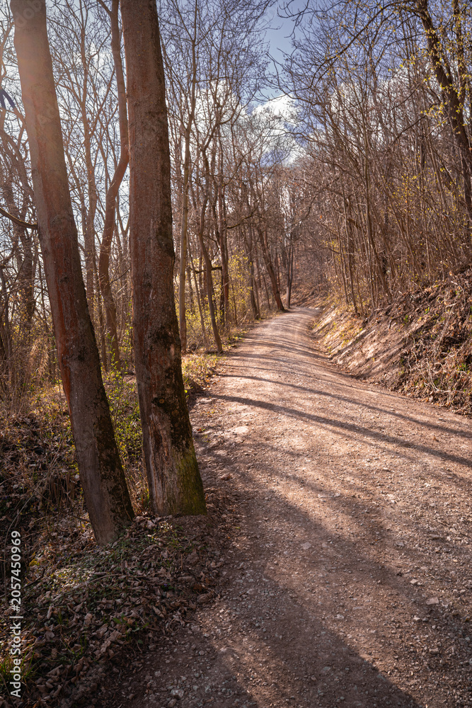 Fototapeta premium Vertical Forest Trail in Warm Spring Light