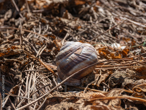 Snail Shell on Dry Leaves and Pine Needles