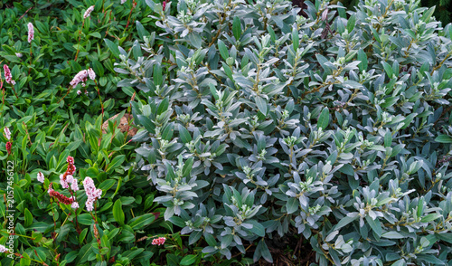 Silvery foliage of low-growing Swiss willow Salix helvetica. To its left is vibrant green foliage with delicate pink flower spikes. A scrubby willow species found in the Alps