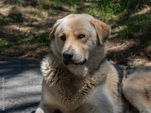 Close-up of a Mixed Breed Dog Resting Outdoors