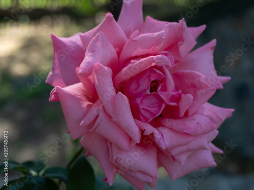 Pink Rose Flower in Bloom