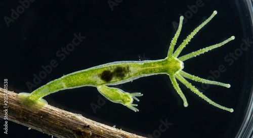 Transparent freshwater hydra polyp attached to twig digesting prey in gastrovascular cavity