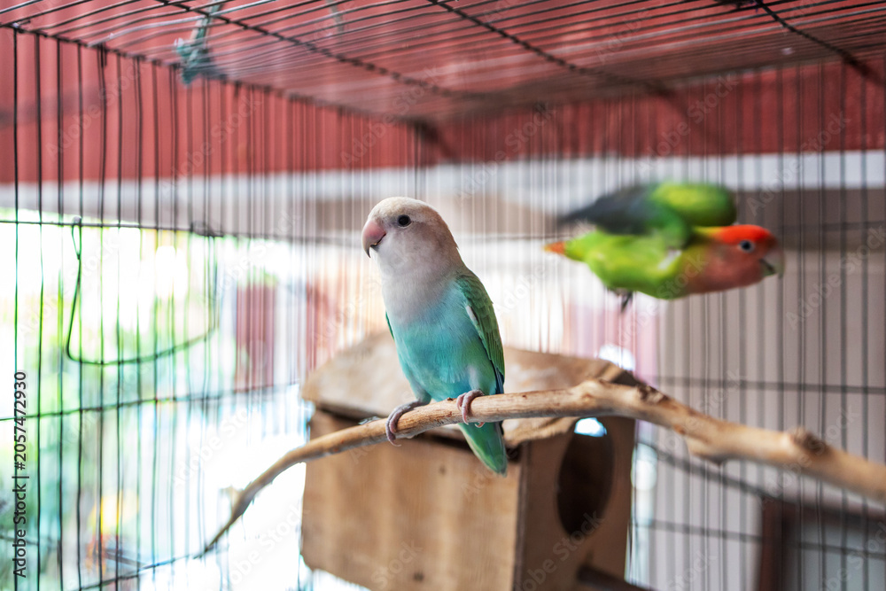 Obraz premium View of Rosy-faced lovebird ‌in the cage, focus selective