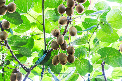 Konstfotografi Unripe kiwifruits hang on vine branches surrounded by vibrant green leaves in a plantation setting