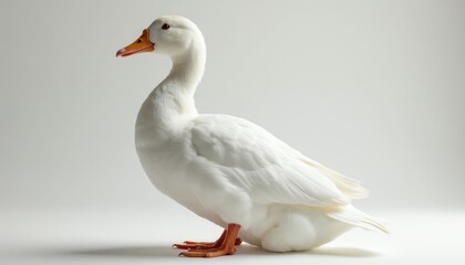 White domestic duck poses gracefully on a plain white background. This bird has clean plumage and orange beak. Its body is plump and feathers are soft. A clean portrait of a farm animal.
