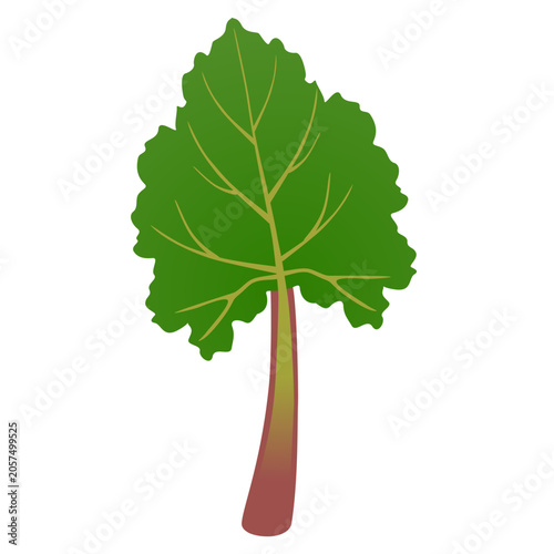 Green rhubarb leaf isolated on white background..eps