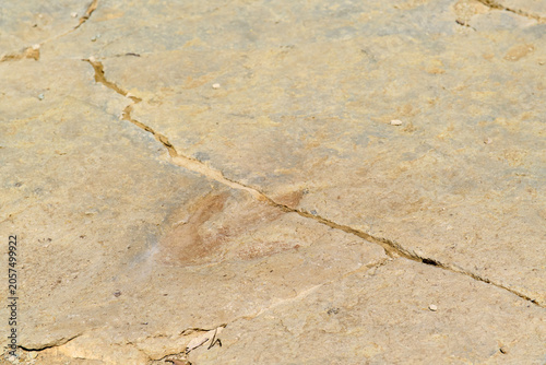 Fotografie Dinosaur footprint on the stone