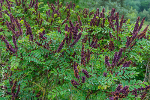 Photos Amorpha fruticosa Bastardindigo Scheinindigo Detail Blüte