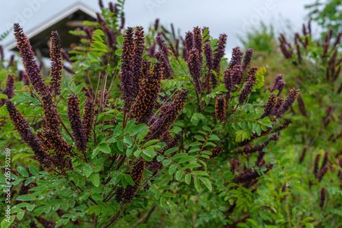 Bilde på lerret Amorpha fruticosa Bastardindigo Scheinindigo Detail Blüte