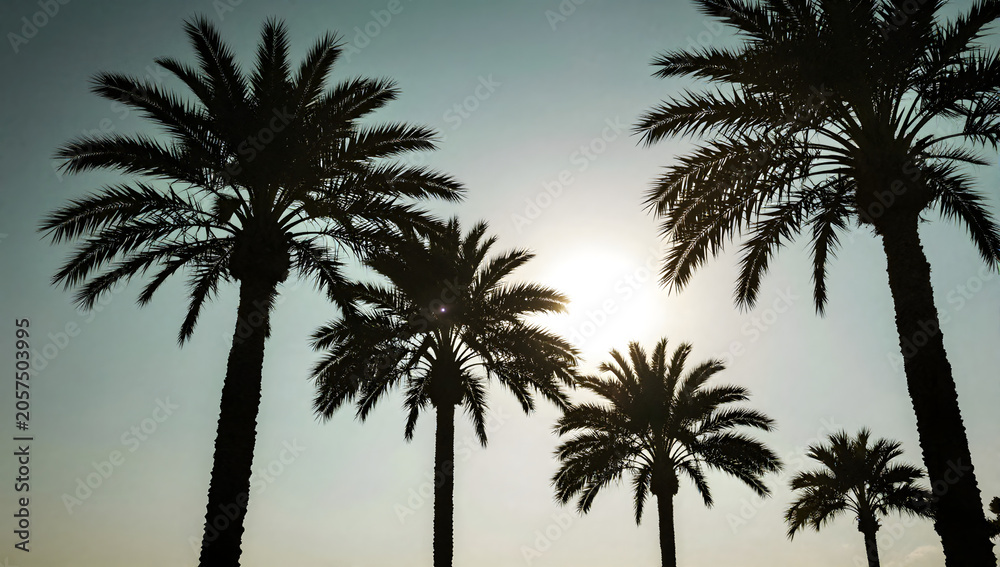 Fototapeta premium Silhouetted Palm Trees Against a Setting Sun: Majestic palm trees stand in silhouette against a hazy, golden sunset, evoking a sense of tropical paradise and serene escapism.