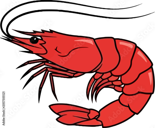Large red shrimp side view illustration.