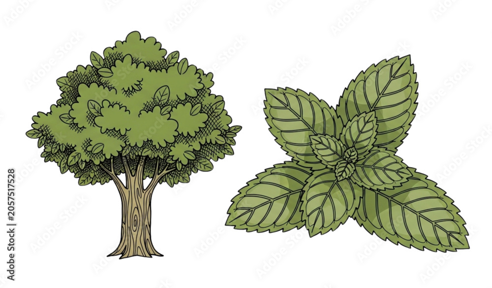 Fototapeta premium Botanical illustration of tree and mint leaves hand drawn style