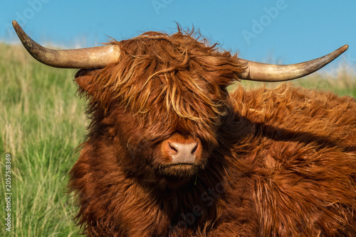 Highlander