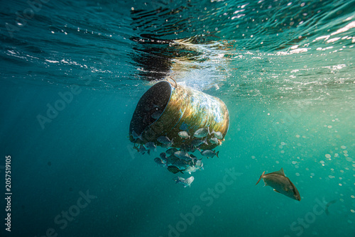 Slika na platnu Fish gather beneath a piece of floating marine debris in the Indian Ocean off South Africa