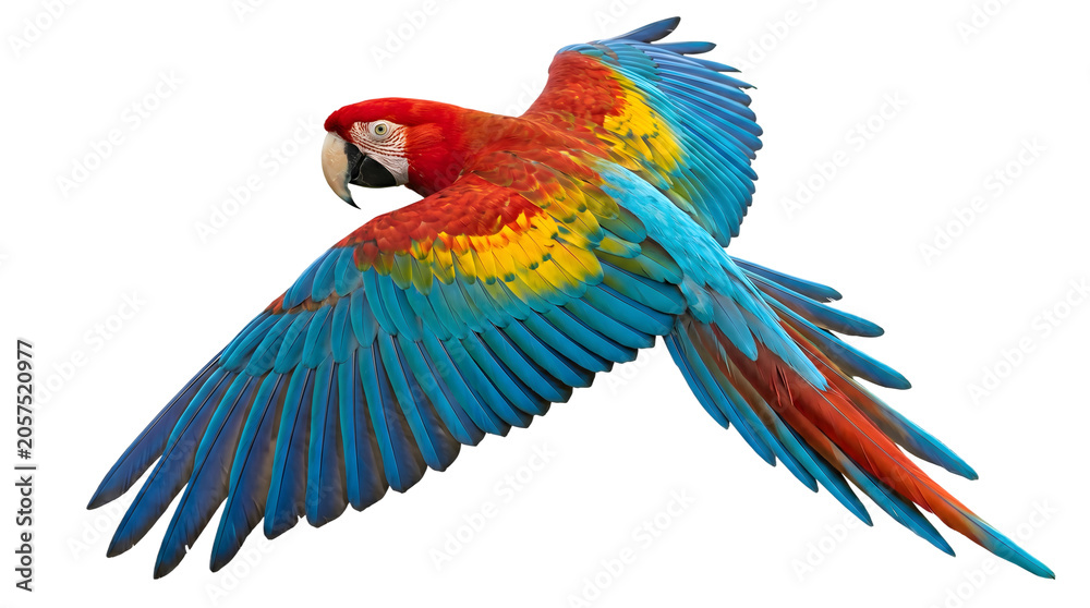 Obraz premium Parrot soaring with vibrant tropical feathers in graceful flight as PNG isolated on transparent background