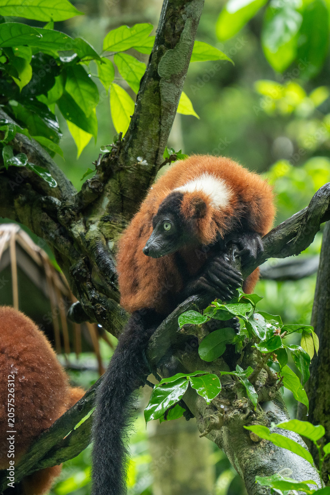 Fototapeta premium Red ruffed lemur resting on tree branch in lush zoo habitat