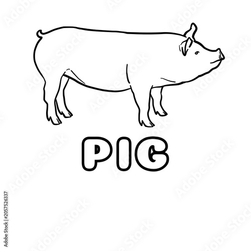 pig
