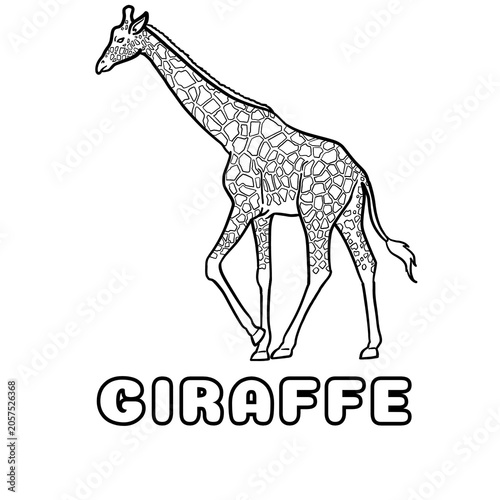 giraffe vector illustration