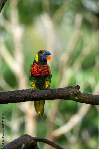 Rainbow lorikeet perched on branch in lush tropical habitat