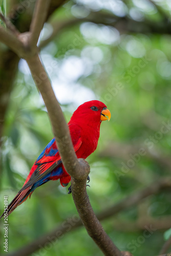 Red tropical parrot perched on tree branch in lush zoo habitat
