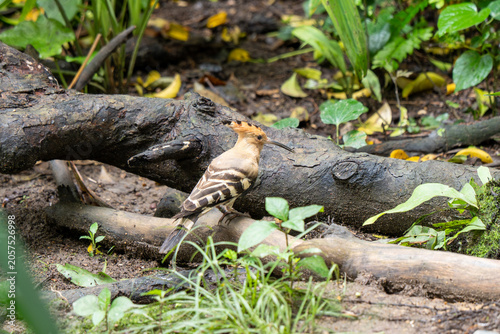 Small tropical bird partially hidden among logs in zoo habitat