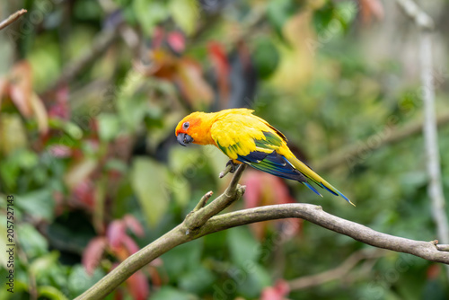 Sun conure perched on branch in lush tropical zoo habitat