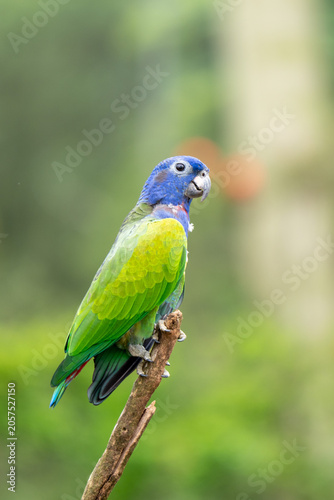Blue-headed green parrot perched on branch with soft tropical background