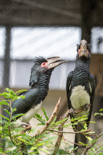 Pair of black hornbills calling together in zoo habitat