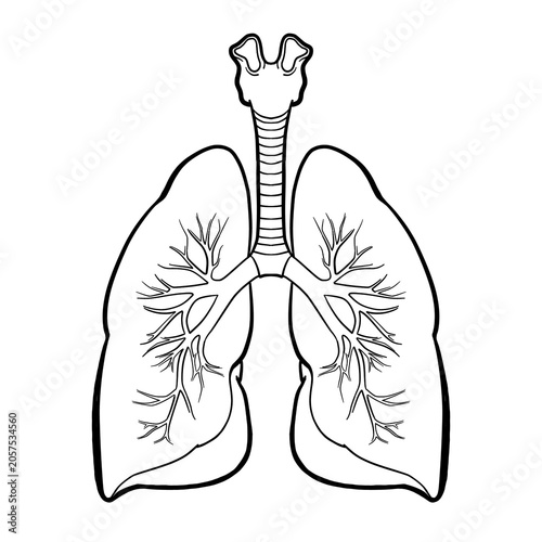 human lungs anatomy