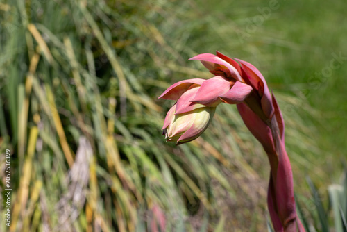 Картината върху платно Beschorneria yuccoides, or Mexican lily