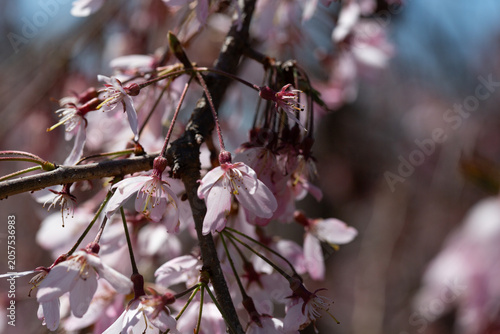 Close-up of bright pink flowers of the Japanese cherry (Cerasus subhirtella), a type of cherry used for spring displays and cherry blossom festivals.