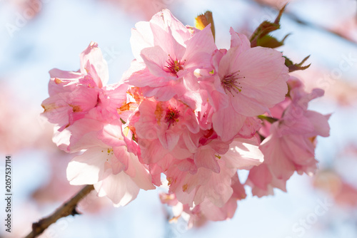 Close-up of bright pink flowers of the Japanese cherry (Prunus serrulata), a type of cherry used for spring displays and cherry blossom festivals.