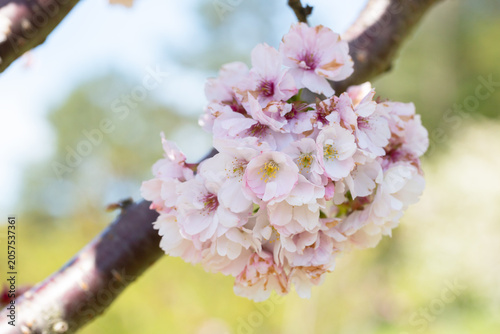 Close-up of bright pink flowers of the Japanese cherry (Prunus serrulata), a type of cherry used for spring displays and cherry blossom festivals.