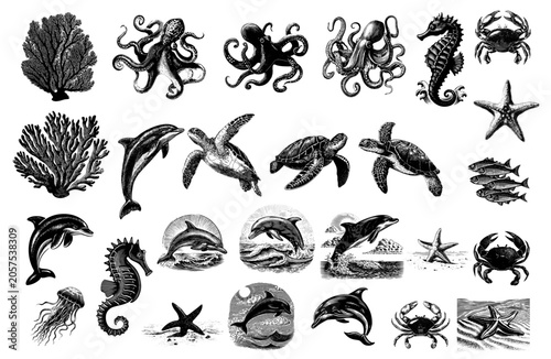 Vintage vector sketch of a sea life collection. Engraving style digital illustration of marine animals set including octopus, dolphin, sea turtle, crab, and seahorse, isolated on background.