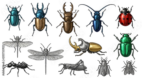 Fotografía Variety of colorful insect species.