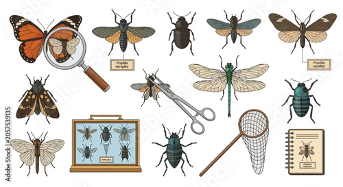 Fotografía Insects and bug catching tools.