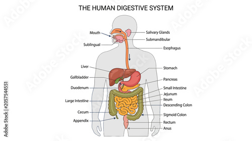 Bild auf Leinwand Detailed anatomical illustration of the human digestive system with labeled parts on a transparent body against a white background