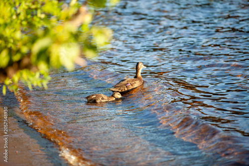 Female Mallard Duck and Ducklings on Calm Water in an Ontario Provincial Park