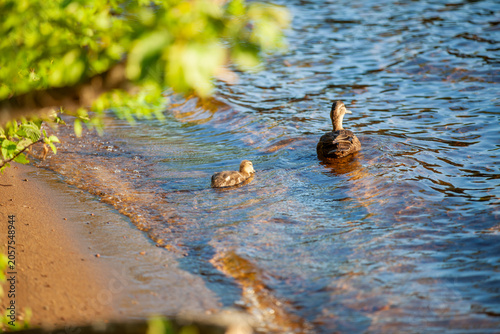 Female Mallard Duck and Ducklings on Calm Water in an Ontario Provincial Park